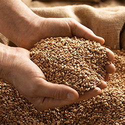 Certified Seed Video